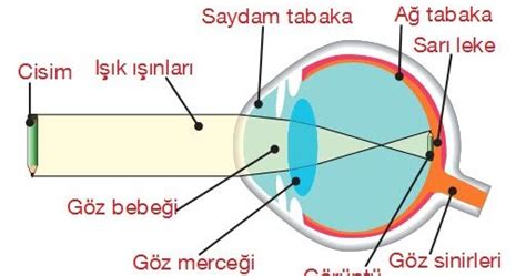 Retinal Ven (Toplardamar) Tıkanıklığı